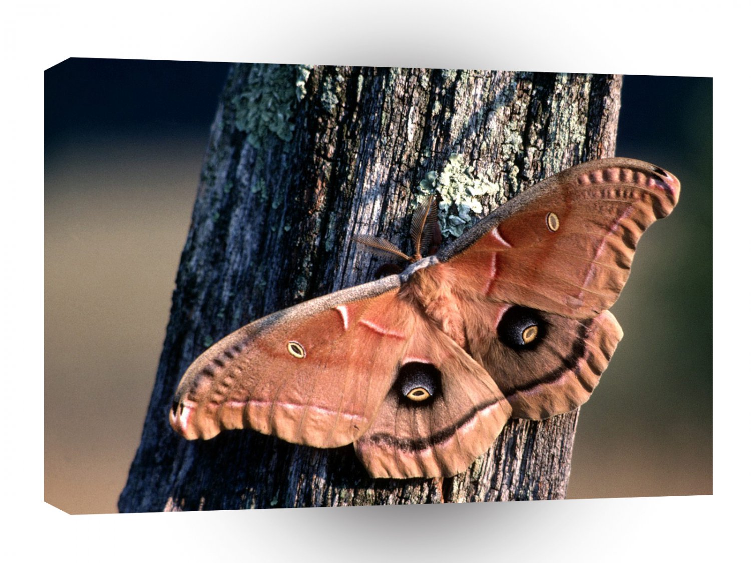 Insect Polyphemus Moth A1 Xlarge Canvas