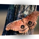 Insect Polyphemus Moth A1 Xlarge Canvas