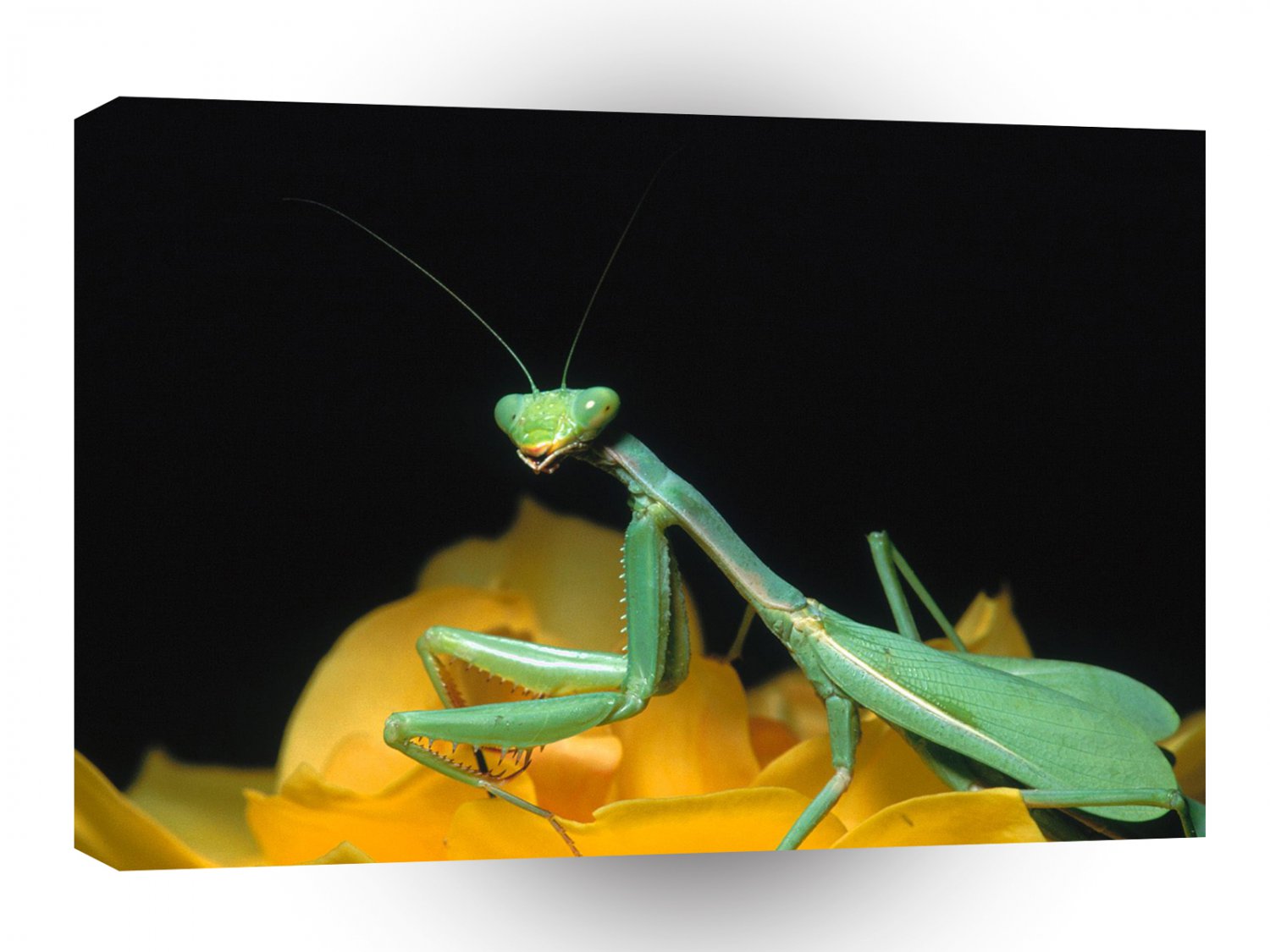 Insect Praying Mantis A1 Xlarge Canvas