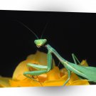 Insect Praying Mantis A1 Xlarge Canvas