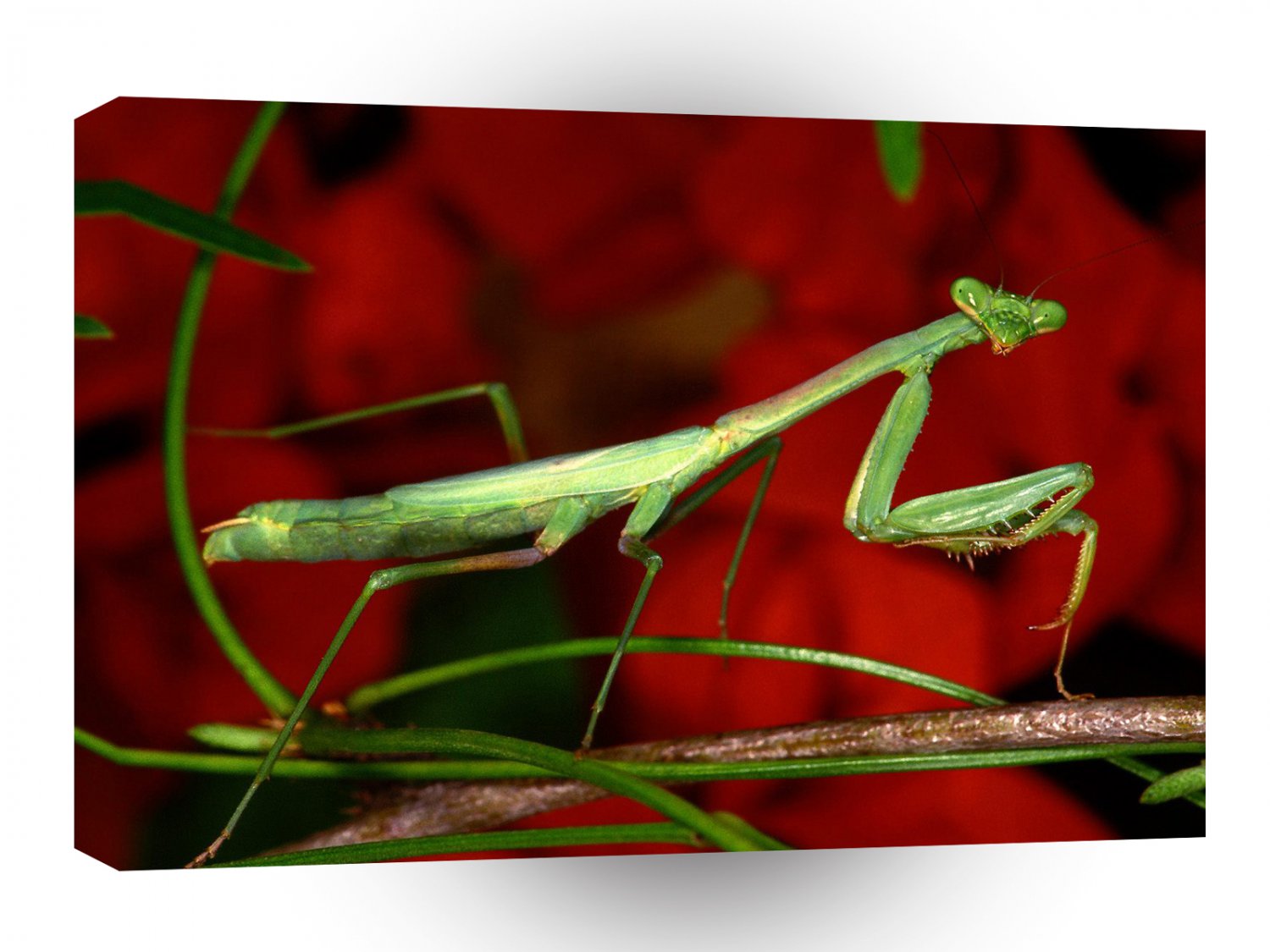 Insect Praying Mantis Perch A1 Xlarge Canvas