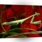 Insect Praying Mantis Perch A1 Xlarge Canvas
