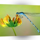 Insect Short Stalked Damselfly Trefoil A1 Xlarge Canvas