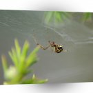 Insect Spider Hanging Around A1 Xlarge Canvas