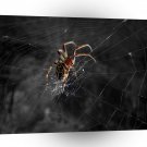 Insect Spider Waiting Fearless A1 Xlarge Canvas