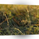 Insect Spider Web Of Wonder A1 Xlarge Canvas