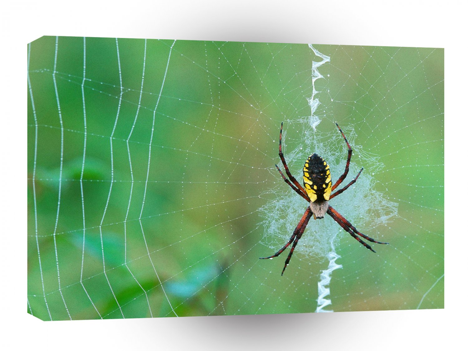 Insect Spinning A Web Argiope A1 Xlarge Canvas