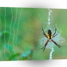 Insect Spinning A Web Argiope A1 Xlarge Canvas