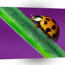 Insect The Little Ladybug A1 Xlarge Canvas