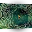 Insect Waiting Golden Orb Weaver A1 Xlarge Canvas