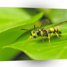Insect Yellow Wasp Close Up A1 Xlarge Canvas