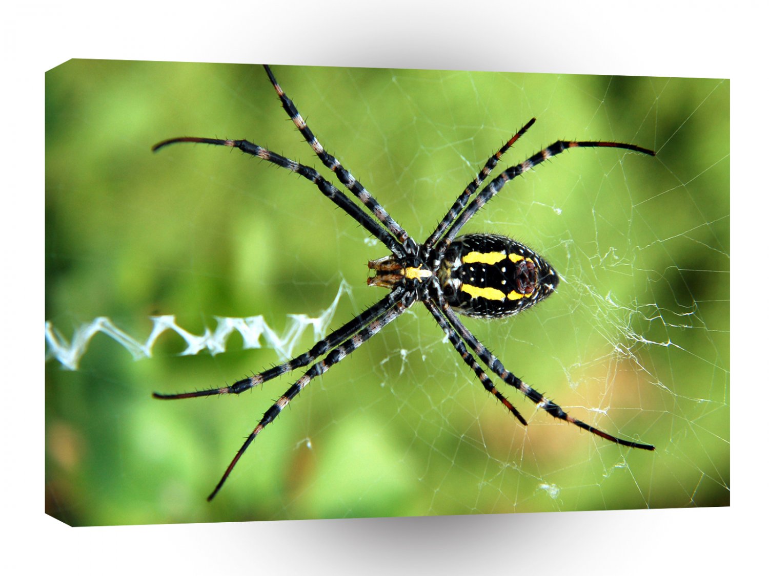 Insects Backyard Spider A1 Xlarge Canvas