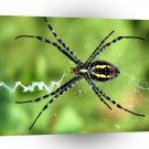 Insects Backyard Spider A1 Xlarge Canvas