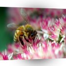 Insects Bee On Autumn Joy A1 Xlarge Canvas