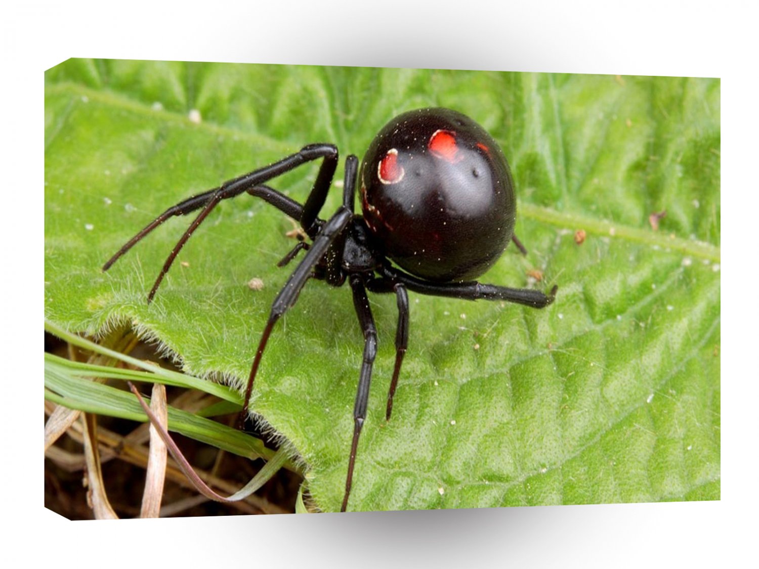 Insects Black Widow Spider A1 Xlarge Canvas