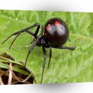Insects Black Widow Spider A1 Xlarge Canvas