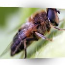 Insects Honey Bee A1 Xlarge Canvas