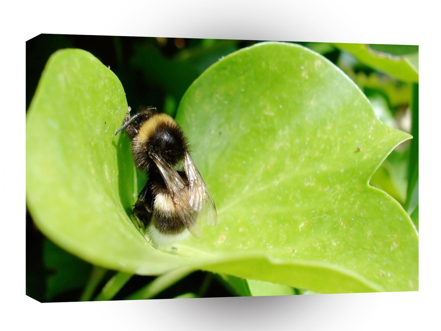 Insects Resting Bumblebee A1 Xlarge Canvas