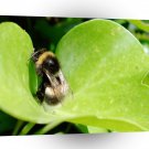 Insects Resting Bumblebee A1 Xlarge Canvas