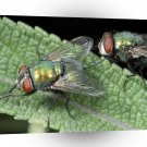 Insects Testing The Waters A1 Xlarge Canvas