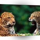 Jaguar Being Catty A1 Xlarge Canvas