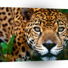 Jaguar Belize A1 Xlarge Canvas