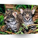 Jaguar Innocence Cubs A1 Xlarge Canvas