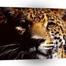 Jaguar Wild Eyes A1 Xlarge Canvas