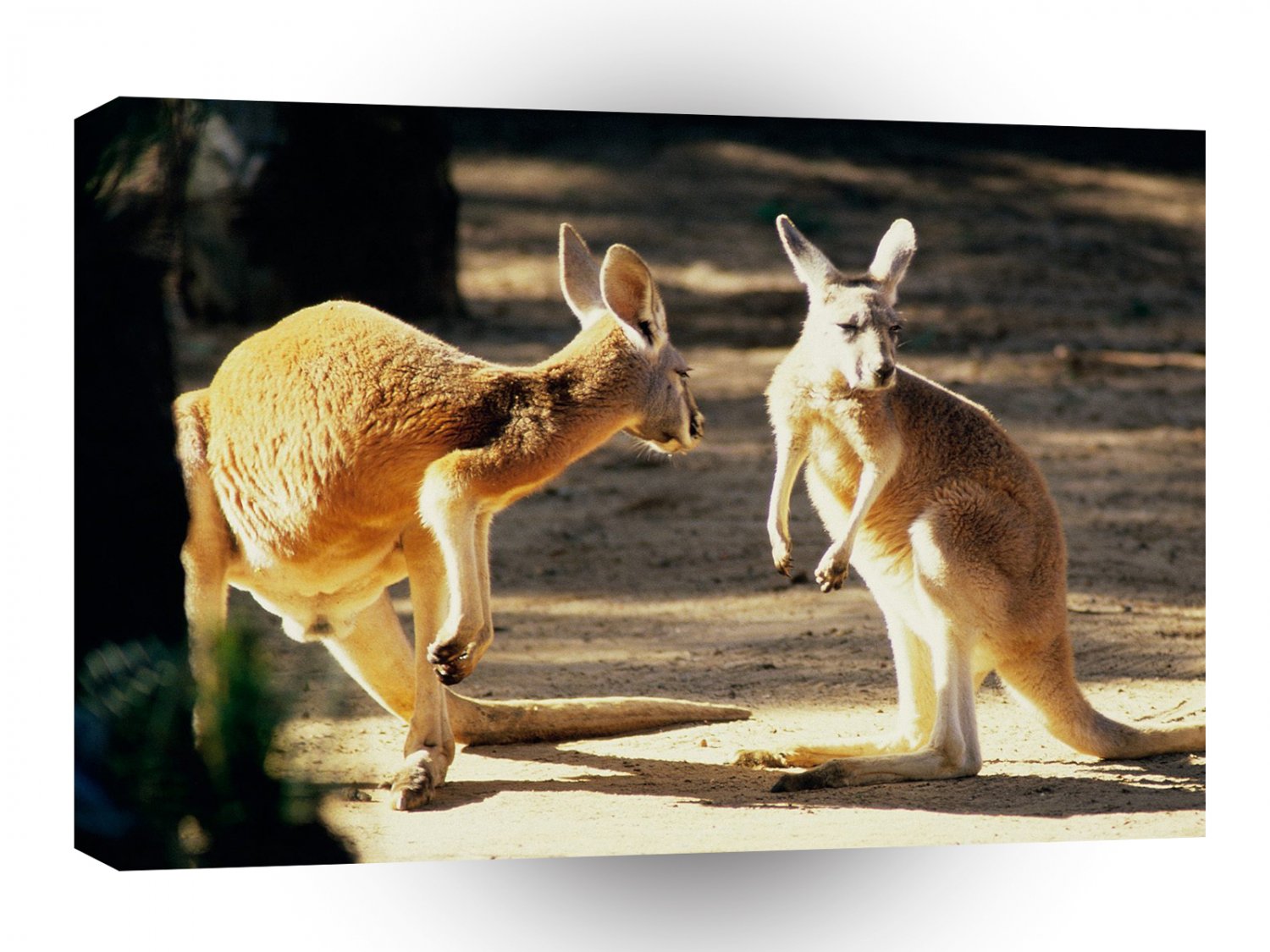 Kangaroo Conversation A1 Xlarge Canvas