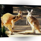 Kangaroo Conversation A1 Xlarge Canvas