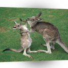 Kangaroo Roo Rumble A1 Xlarge Canvas