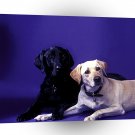 Labrador Best Friends A1 Xlarge Canvas