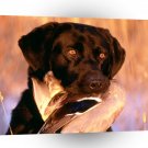 Labrador Bring It Home A1 Xlarge Canvas