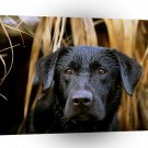 Labrador Cold Puppy A1 Xlarge Canvas
