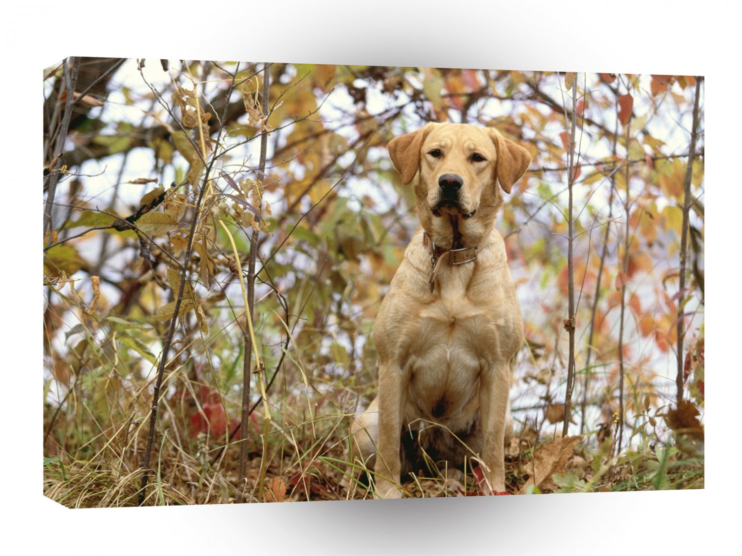 Labrador Commanding Presence A1 Xlarge Canvas