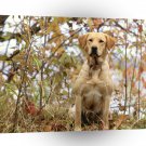 Labrador Commanding Presence A1 Xlarge Canvas