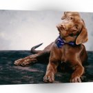 Labrador Dressed For The Occasion A1 Xlarge Canvas