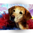 Labrador Dressing Up For Show A1 Xlarge Canvas