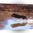 Labrador Fetch The Fish A1 Xlarge Canvas