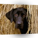Labrador Hiding In The Hay A1 Xlarge Canvas