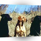 Labrador Hunters Waiting A1 Xlarge Canvas