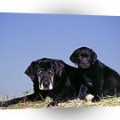 Labrador Motherly Love A1 Xlarge Canvas
