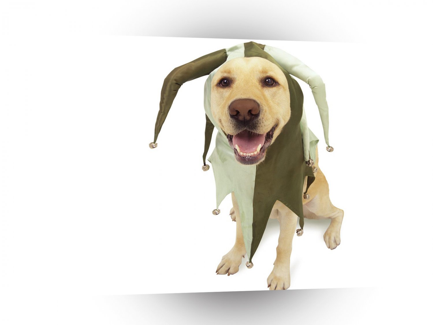 Labrador Muttley Fool Jester A1 Xlarge Canvas