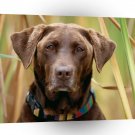 Labrador On The Lookout A1 Xlarge Canvas