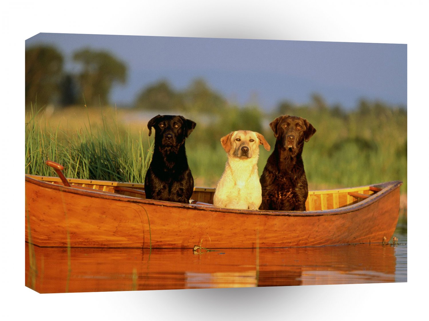 Labrador Rolling On A River A1 Xlarge Canvas