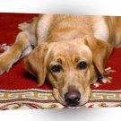 Labrador Rug Warmer A1 Xlarge Canvas