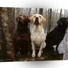 Labrador Three Of A Kind A1 Xlarge Canvas