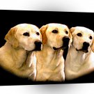 Labrador Three Pieces Of Gold A1 Xlarge Canvas