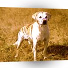 Labrador Yellow Following A1 Xlarge Canvas