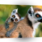 Lemurs Ring Tailed Family A1 Xlarge Canvas